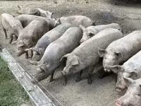 Säue, Schweine — Foto 3