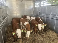 Bull, Simmental cattle — photo 3