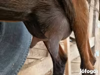 Ziege, Alpine goat — Foto 2