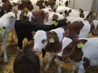 公牛, Limousin cow — 照片 3