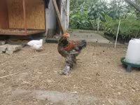 Brahma — Foto 6