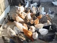 Chickens — zdjęcie 3