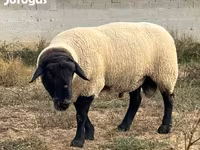 公羊, White Suffolk sheep — 照片 5