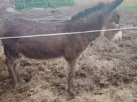 Cavalo, Cavalos — foto 2