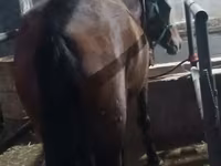 Kobila, Budyonny horse — fotografija 8