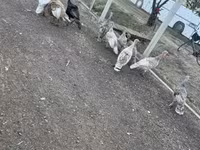 Turkeys — fotografija 1