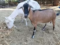 Cabra, Cabras — foto 1