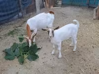 تيس, الماعز — الصورة 2