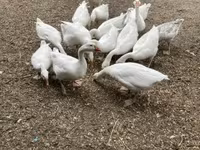 Geese — foto 3