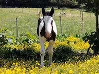 घोड़ा, Gypsy horse — फ़ोटो 4