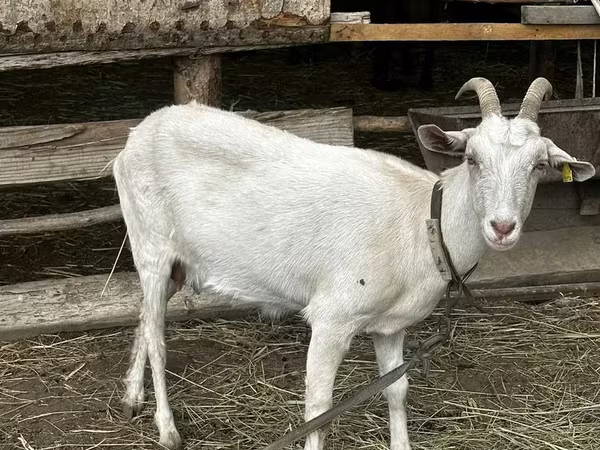 Echki, Saanen goat