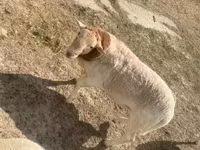 Carnero, Dorper sheep — foto 7