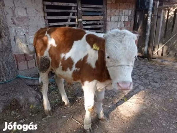 Byk, Węgierska szara rasa — Węgry