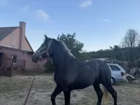母马, Horses — 照片 5