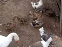 Ducks — fotografija 2