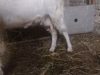 Chèvre, Russian White goat — photo 2