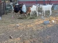 Goat, Goats — photo 2
