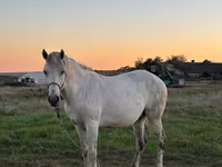 Égua, Cavalos — foto 2