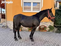 Pastuv, Hungarian horse breed — fotografija 5