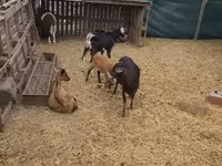 भेड़ें (लॉट, लिंग निर्दिष्ट नहीं), Dorper sheep — फ़ोटो 4