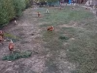 Chickens — الصورة 4