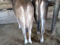 Bik, Swiss cattle — fotografija 2