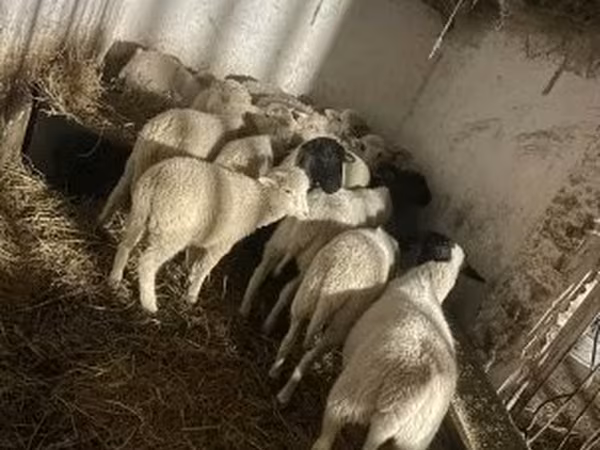 绵羊（批次，未指定性别）, Sheep