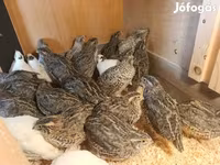 Quails — fotografija 5