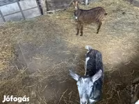 母山羊, Goats — 照片 2