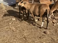 كبش, Cameroon sheep — الصورة 3