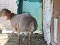Baran, Rhon sheep — zdjęcie 3