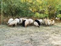 母羊, Racka sheep — 照片 2
