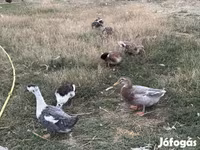 Ducks — foto 2