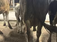 Krava, Ukrainian Brown Dairy Cattle — fotografija 4