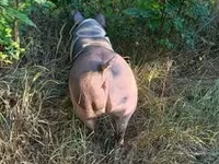 雌豚 — 写真 1
