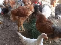Chickens — Foto 2