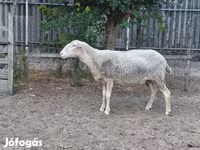 Ovca, Lacaune sheep — fotografija 1