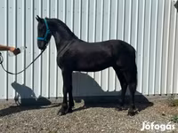 公马, Friesian — 照片 2