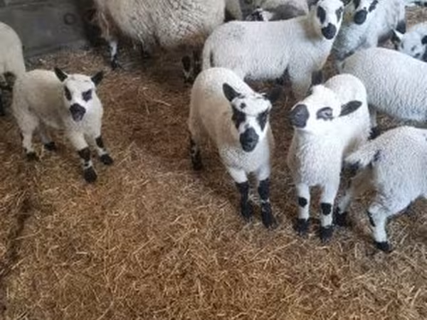 كبش, Cerry Hill sheep