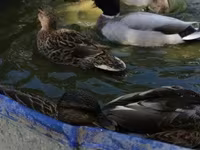Ducks — fotografija 5