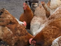 Chickens — photo 1