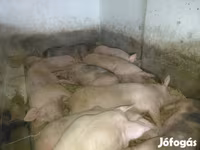 猪（批次，未指定性别）, Pigs — 照片 1