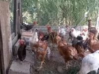 Chickens — Foto 1