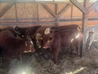 Bull, Cattle — photo 4