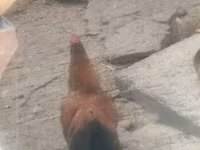 Chickens — Foto 2