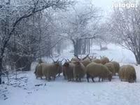 Oveja, Racka sheep — foto 2