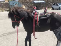 Hengst, Shetland Pony — Foto 4