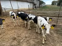 Bull, Holstein breed — photo 4
