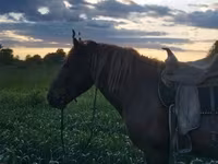 Horse (M), Horses — photo 1