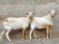 Koza, Saanen goat — fotografija 4